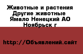 Животные и растения Другие животные. Ямало-Ненецкий АО,Ноябрьск г.